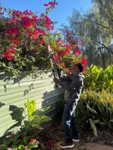 A man in a gray hoodie and beanie uses large garden shears to trim red flowering bushes over a green metal fence in a sunny garden surrounded by various plants.